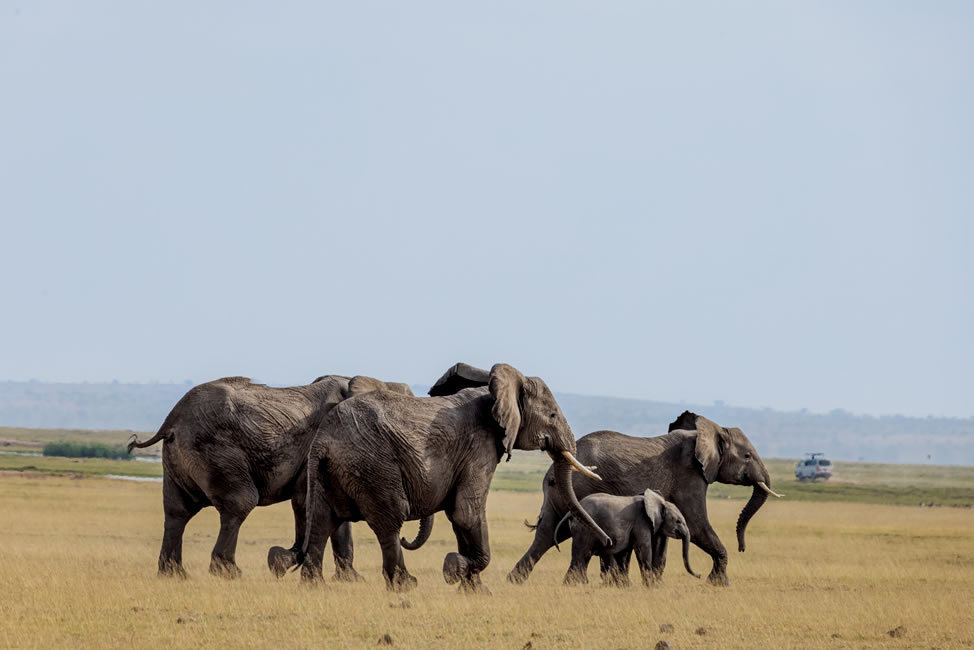 sentrim amboseli game drives