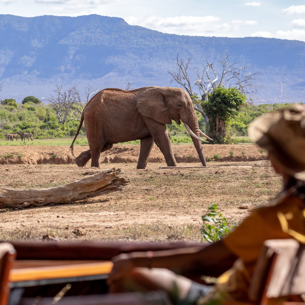 sentrim tsavo game viewing