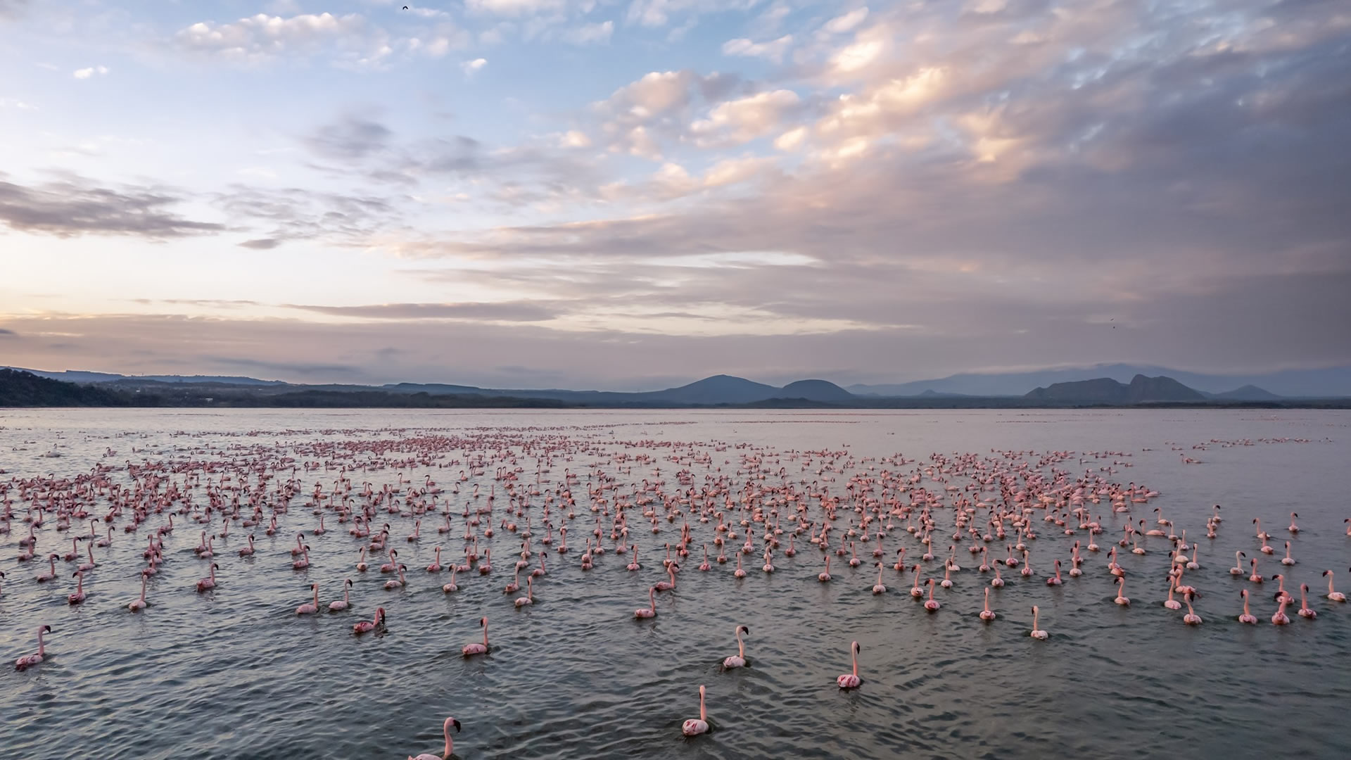 sentrim elementaita flamingoes