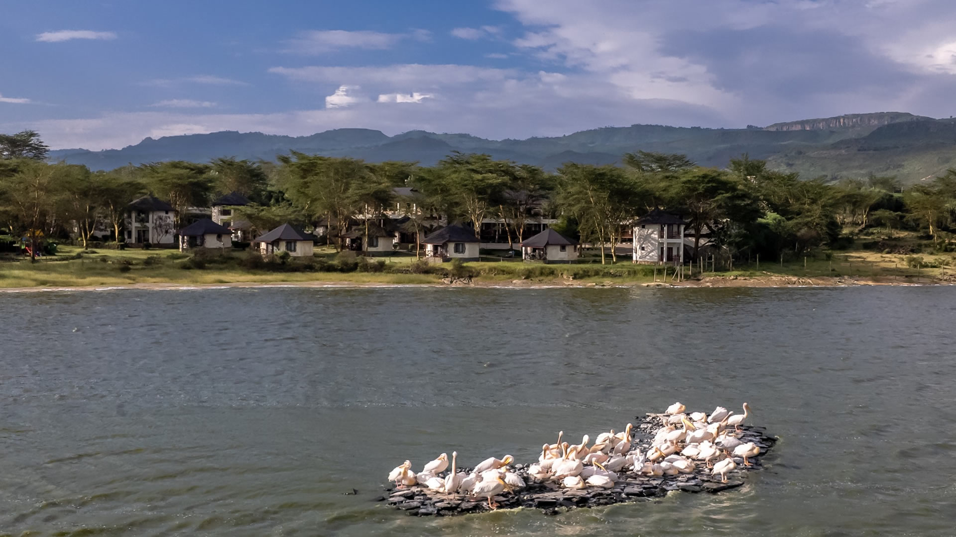 sentrim elementaita pelicans